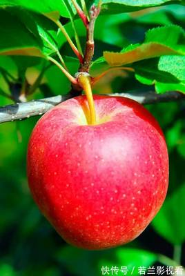 霜降至，这几种水果与蔬菜寓意喜气洋洋、健康平安